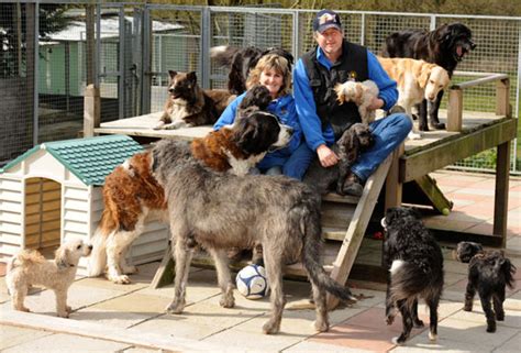 How Many Dogs Need Rehoming In The Uk