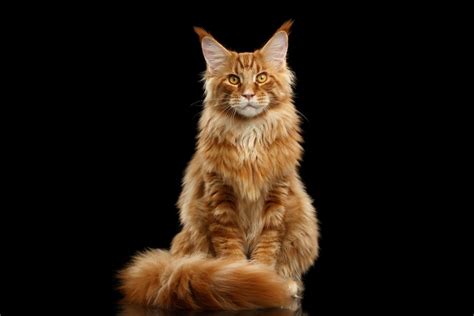 Maine Coon Cat Care Guide And Information Petsoid