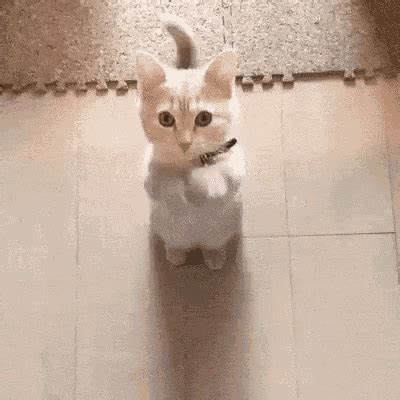 Animated gifs of cats floating amongst galaxies. Cat Please GIF - Cat Please - Discover & Share GIFs