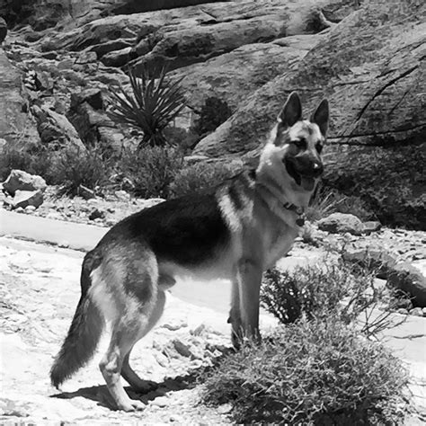 Pin On German Shepherd Dogs In Black And White