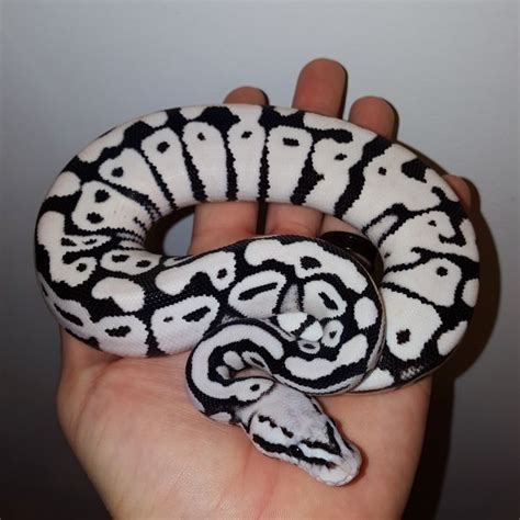 Maybe you would like to learn more about one of these? Stormtrooper ball python | Snakes | Pinterest | Runners ...