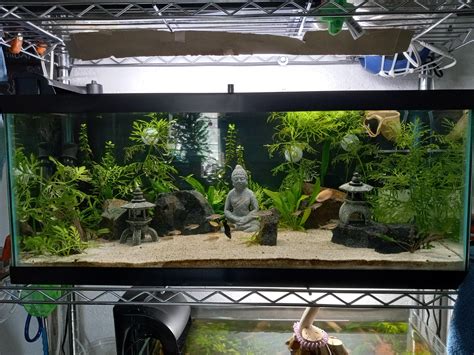 Over stocked? So some random PetSmart employee said my tank is over