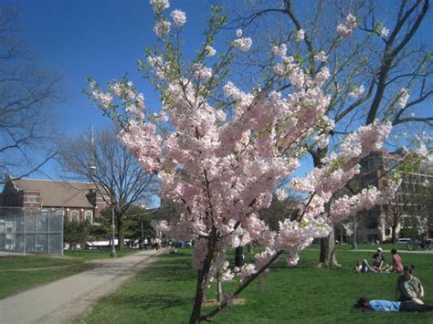 Select from premium trinity bellwoods of the highest quality. Images From The City: Blossoms at Trinity Bellwoods ...