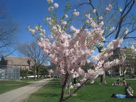 Trinity bellwoods park holiday lettings. Images From The City: Blossoms at Trinity Bellwoods ...