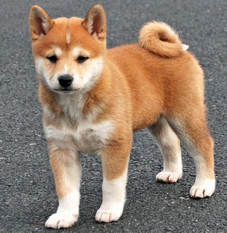 The shiba inu dog is bold, alert, and loyal. Shiba Inu Dog Breed