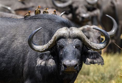 African Animal Facts Interesting Facts About African Buffalos