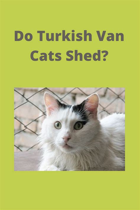 Cats shed their nails regularly in the manner described, like a sheath coming off. Do Turkish Van Cats Shed? in 2020 | Turkish van cats, Cat ...