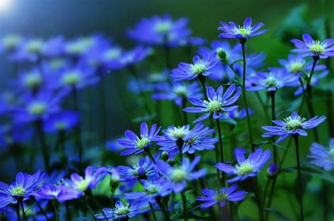 Blue Flowers Dark Blue Flowers Blue Garden
