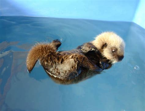 Bathing your baby boy is important to his health and wellbeing. Sea Otter - ZooBorns