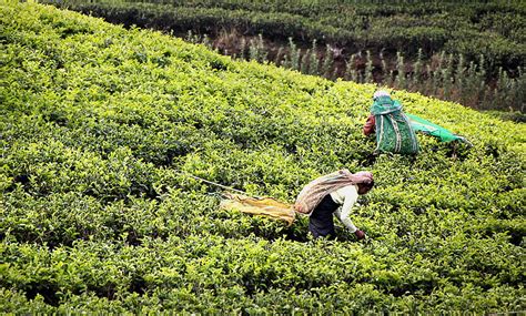 Free Photo Tea Harvest Tee Tea Plantation Sri Lanka Worker Inside