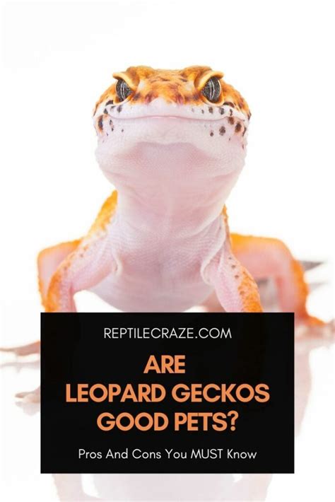 Are Leopard Geckos Good Pets Pros And Cons You Must Know Reptile Craze