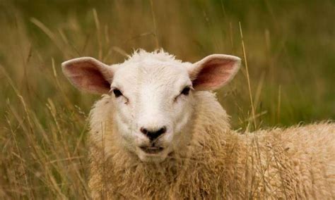 New Study Rewrites Genetic History Of Sheep Chinese Academy Of Sciences
