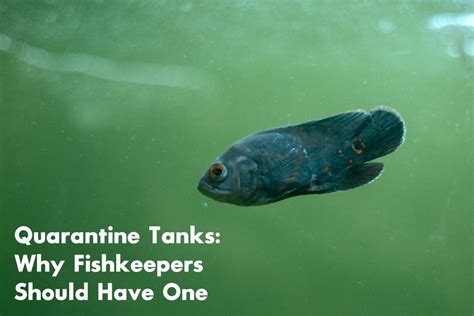 Quarantine Tanks Why Fishkeepers Should Have One Nilufar