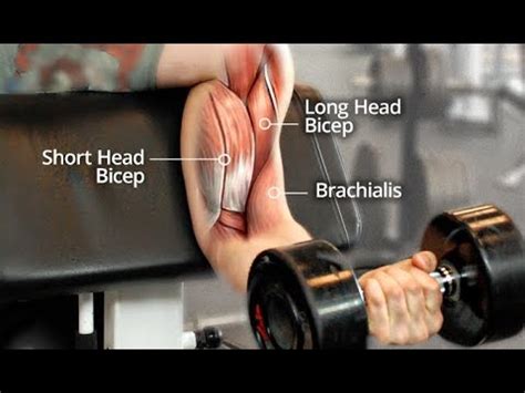 TOP 3 BICEP EXERCISES FOR MORE SHORT "INNER" HEAD GROWTH ...