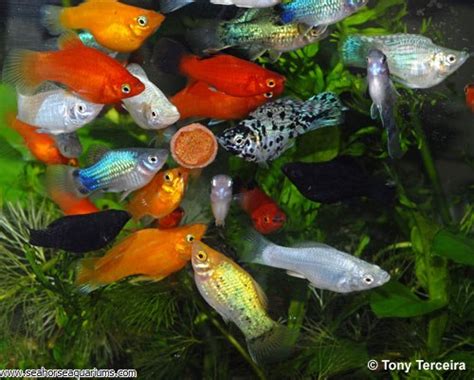 Molly has a beautiful smile. Assorted Mollies - Seahorse Aquariums Ltd