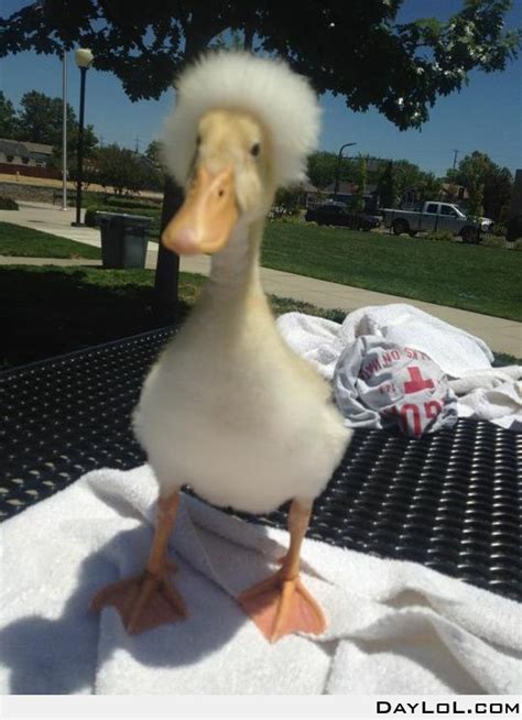Afro Duck Your Daily Lol Funny Duck Pet Ducks Cute