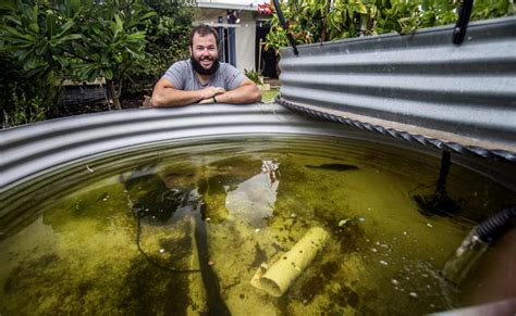 Get a quick crash course in aquaponics 101 and diy tutorials for. Fish farms fertile ground for vegies | The West Australian