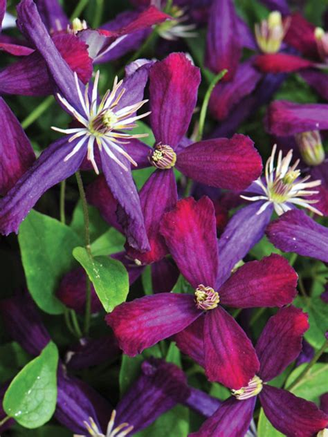 To construct them this way, they use a variety of natural materials. Clematis Sweet Summer Love -- Bluestone Perennials