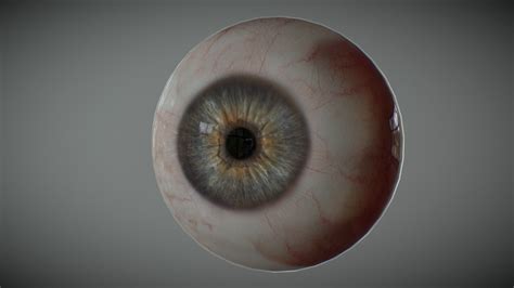 Realistic Human Eye - Download Free 3D model by Alexander Antipov ...