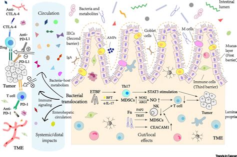 Gut Microbiota In Cancer Immune Response And Immunotherapy Trends In