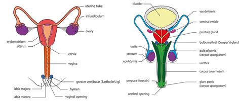Testis And Ovary Lesson Science CBSE Class 10