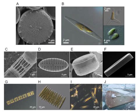 Plantae Review Diatom Molecular Research Comes Of Age Model Species