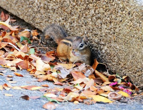 Chipmunks are eight inches long including their tails. Local Ecologist: Wild About: Chipmunks
