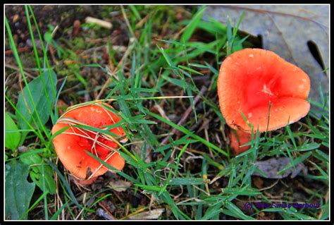 They look very young, and may have a full cap emerge in a few days. Bringing along OCD . . . : Mindfulness and mushrooms