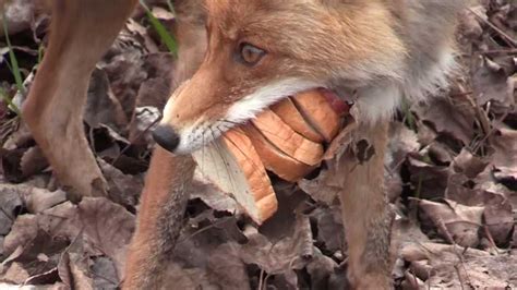 Watch Sandwich Making Chernobyl Fox Goes Viral National Globalnewsca