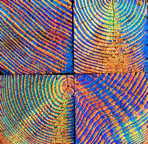 Rainbow Eucalyptus Tree Wood Planks Images And Photos Finder