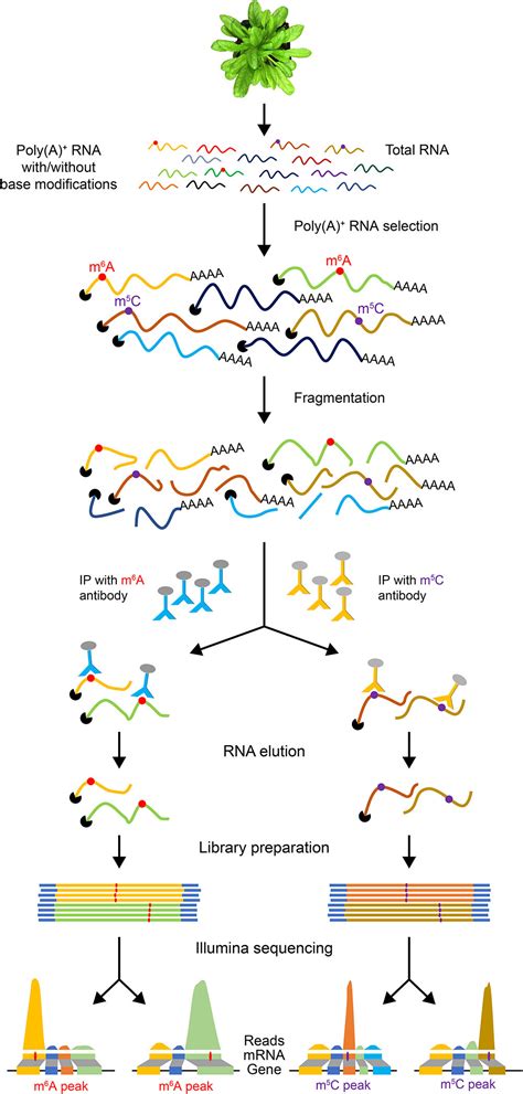 The strand has a 5′end (with a phosphate group) and a 3′end (with a hydroxyl group). Frontiers | Analysis of Transcriptome and Epitranscriptome ...