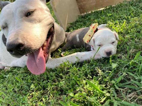 6 AmStaff puppies needing good home in Austin, Texas ...