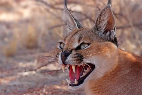 17 Caracal Cat Facts Are Caracals Dangerous To Humans And More