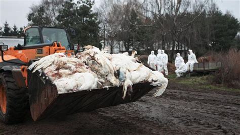 Tras realizar el anuncio, la misma popoya aseguró que la comunidad internacional tiene tiempo. Gripe aviar Rusia: Todo lo que sabemos de la cepa H5N8 ...
