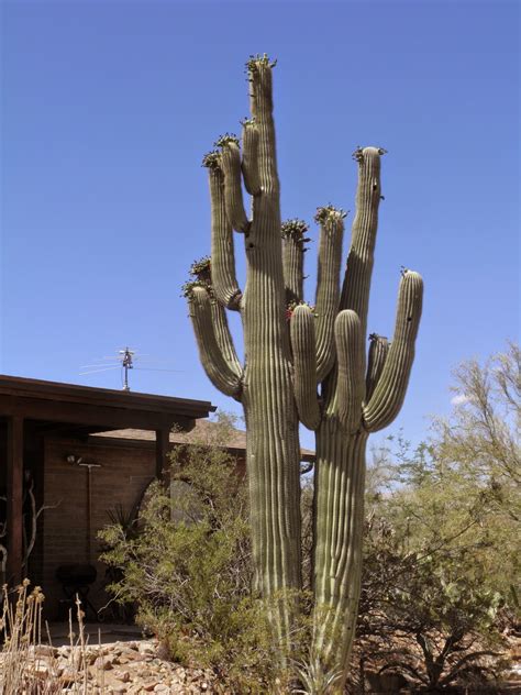 However, before you get to the sweet meaty inner flesh, you will preparing and eating the cactus fruit. Arizona: Beetles, Bugs, Birds and more: Saguaro Fruit: Mid ...