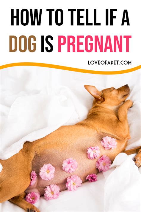 The Best How To Know If A Dog Is Pregnant Early Ideas