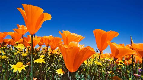 California Poppy Wallpapers Top Free California Poppy Backgrounds Wallpaperaccess