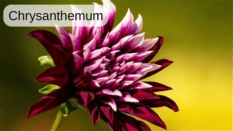 Chrysanthemum Word Pronunciation Read Along Australian Accent