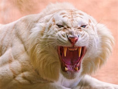 Roaring White Tiger Wallpapers Hd Wallpapers Id 17388
