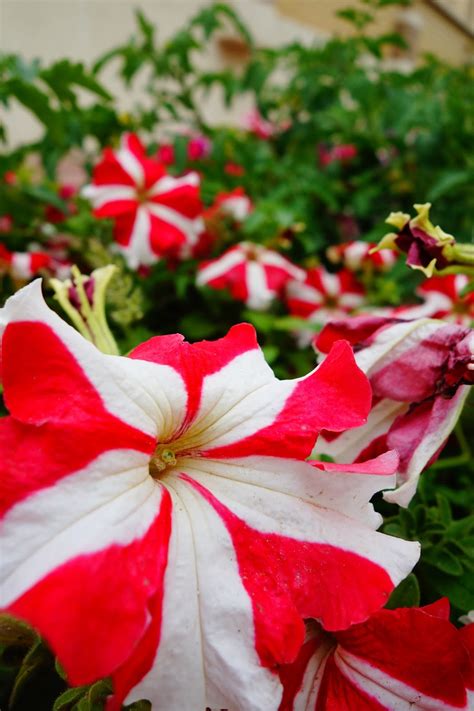 Beautiful flower in autumn 2017. Creative Ideas: Collection Of Beautiful Flowers