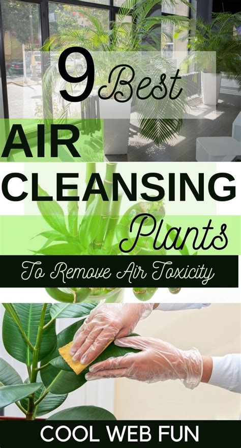 We did not find results for: Indoor Plant Low Light Non Toxic - Low light indoor plants ...