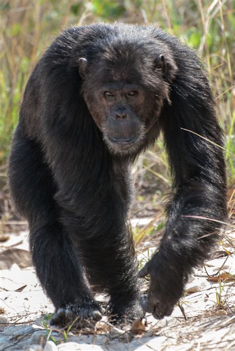 Image Gallery Lethal Aggression In Wild Chimpanzees Live Science