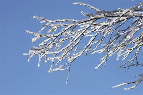 Snow On Tree Branches Winter Nature Stock Photo Image Of Branch