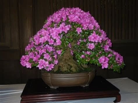 The brussel's bonsai satsuki azalea bonsai blooms later in the spring than other types, producing generous quantities of bright pink blossoms. Azalea 'Purple Splendor' (purple) - YouTube