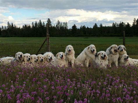 Spaying and neutering is an excellent solution to the problem of territorial aggression puppy great pyrenees are also more prone to biting but with training and age, this behavior should reduce. Pin by Susan Karlock on A girl's best friend! | Great ...