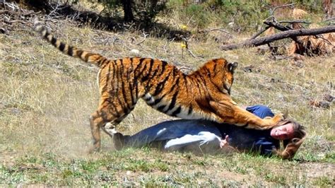 Tiger Attack Human In Forest Youtube