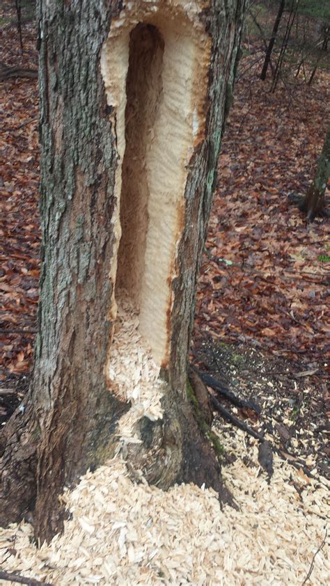 Sapsuckers make lines of tiny holes that don't penetrate too far. File:Tree damage from a pileated woodpecker.jpg ...