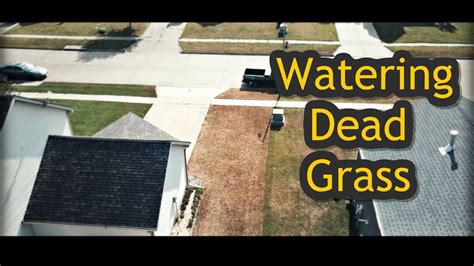 Learn how to water your lawn properly with these tips that i talk about in this video. Watering a Dead Lawn Before Reseeding - Lawn Renovation Step 2 - YouTube