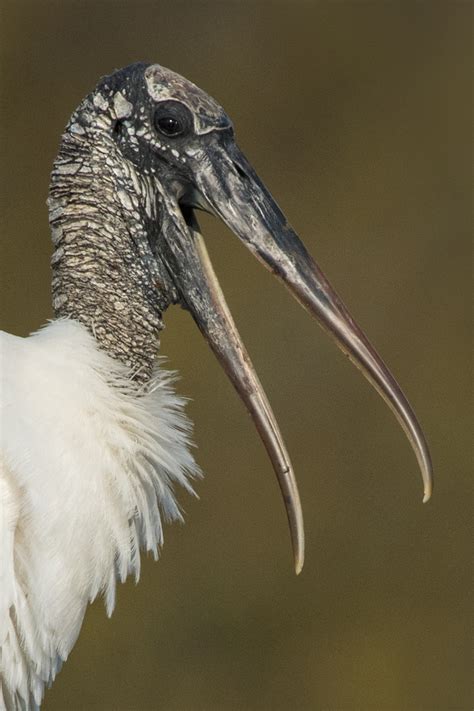 Laughing Wood Stork Focal Length Arthur Morrisbirds As Art
