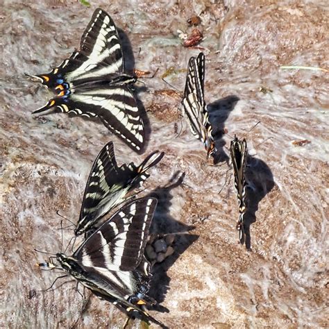 Papilio Eurymedon Pale Tiger Swallowtails Things Of The